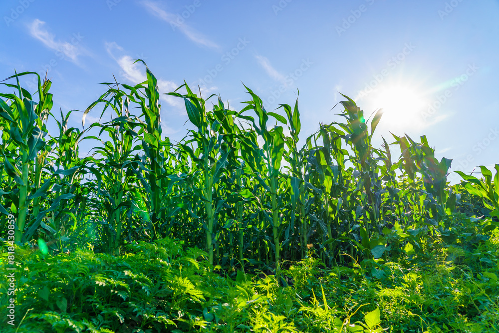 Obraz premium A field of corn is in full bloom, with the sun shining brightly on the plants