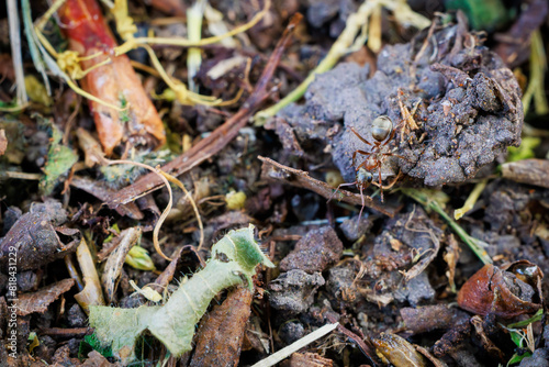 A small brown ant is crawling on pile of dirt and leaves