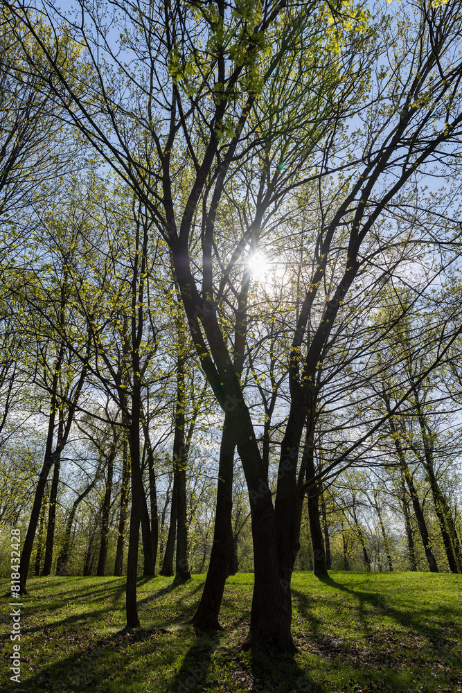 beautiful new maple foliage in sunny weather beautiful new maple foliage in sunny weather