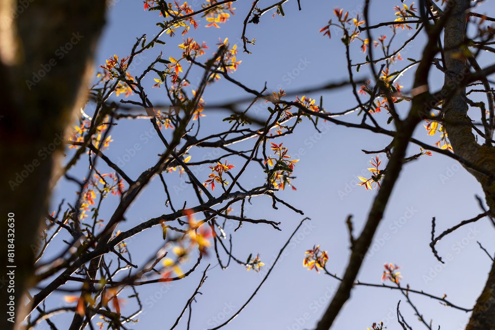 blooming walnut in spring in sunny weather blooming walnut in spring in sunny weather