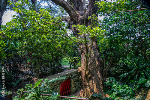 首里金城の大アカギ