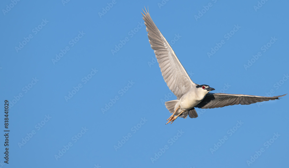 Closeup of a night heron, flight. Closeup of a night heron, flight.