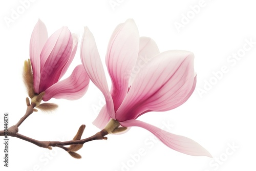 Magnolia flower isolated on white background © MadMouse