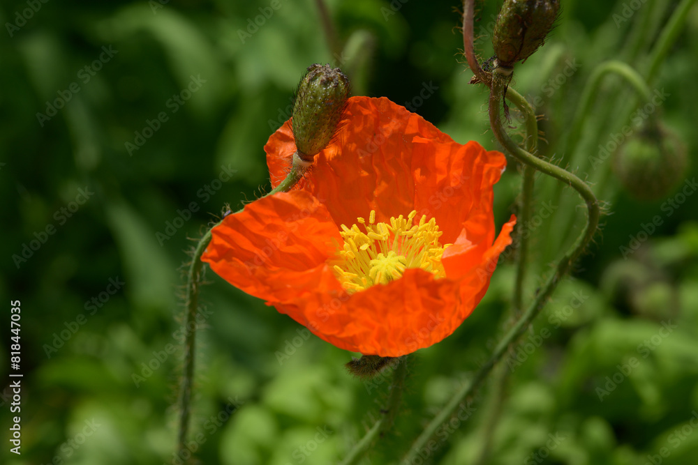 Obraz premium ケシの花