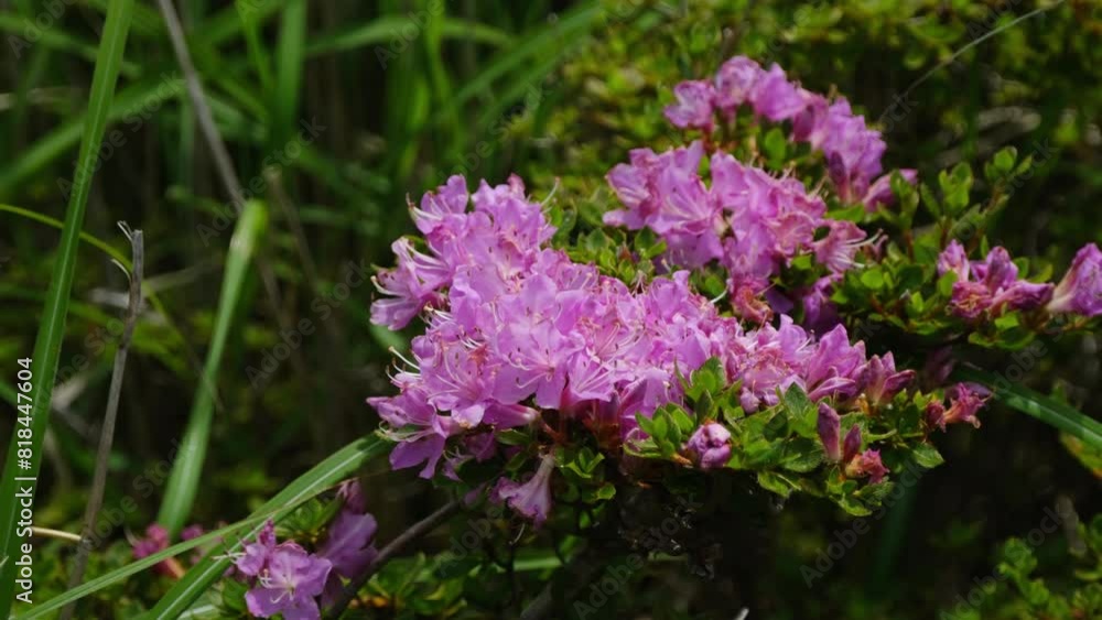 ミヤマキリシマの綺麗な花 ミヤマキリシマの綺麗な花