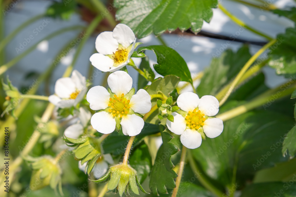 イチゴの花 イチゴの花