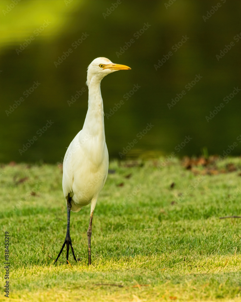 The Eastern Cattle Egret (Bubulcus coromandus) is a small heron with white plumage and yellow-orange bill and legs. The Eastern Cattle Egret (Bubulcus coromandus) is a small heron with white plumage and yellow-orange bill and legs.