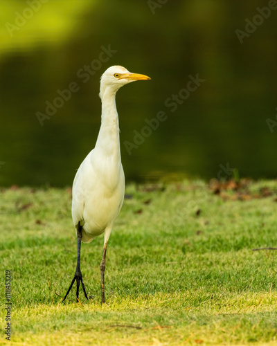 The Eastern Cattle Egret (Bubulcus coromandus) is a small heron with white plumage and yellow-orange bill and legs.