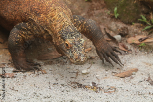 a Komodo dragon walks on the sandy ground during the day photo
