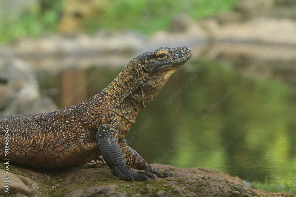 portrait of a Komodo dragon by the pool during the day portrait of a Komodo dragon by the pool during the day