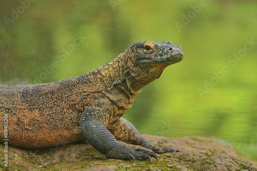 portrait of a Komodo dragon basking on a rock