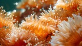 Anemones in the sea, their vibrant orange and white colors creating intricate patterns that shimmer under water light.

