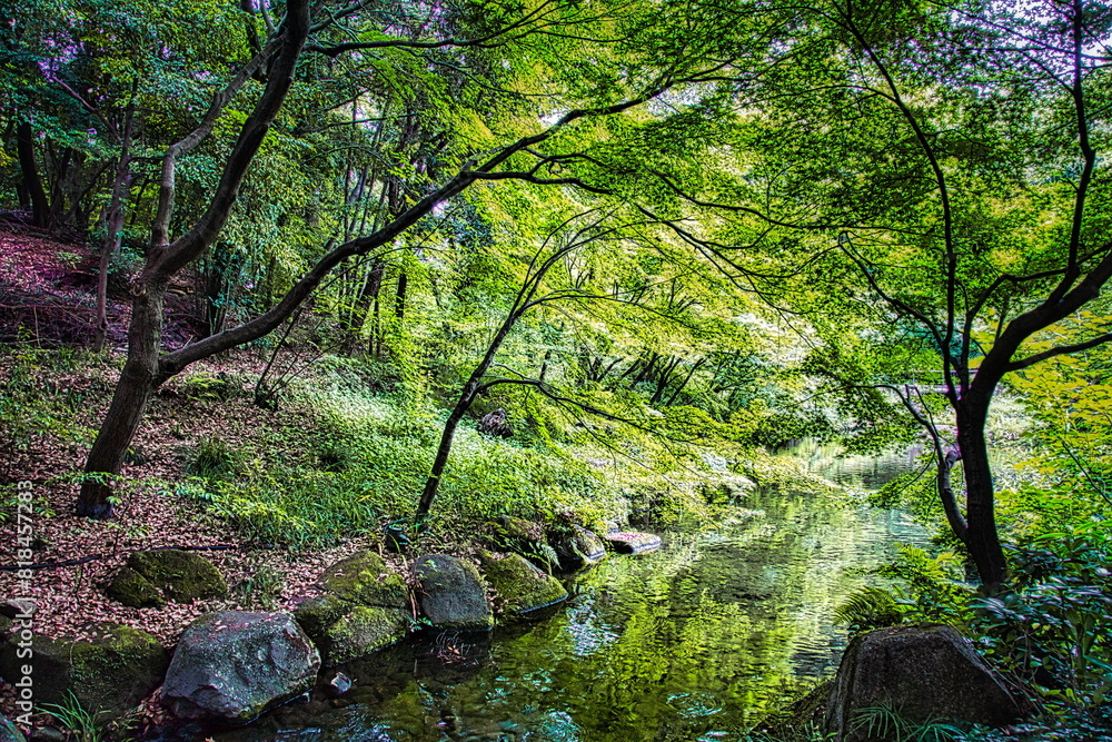 Fototapeta premium 初夏の青もみじで緑に染まる渓流の風景