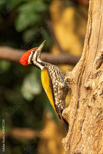 The male Common Flameback (Dinopium javanense) is a medium-sized woodpecker with a vibrant red crown, black back, golden-yellow underparts, featuring distinctive black facial markings.