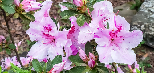 April Flowers in Birmingham, Alabama - Encore Azalea