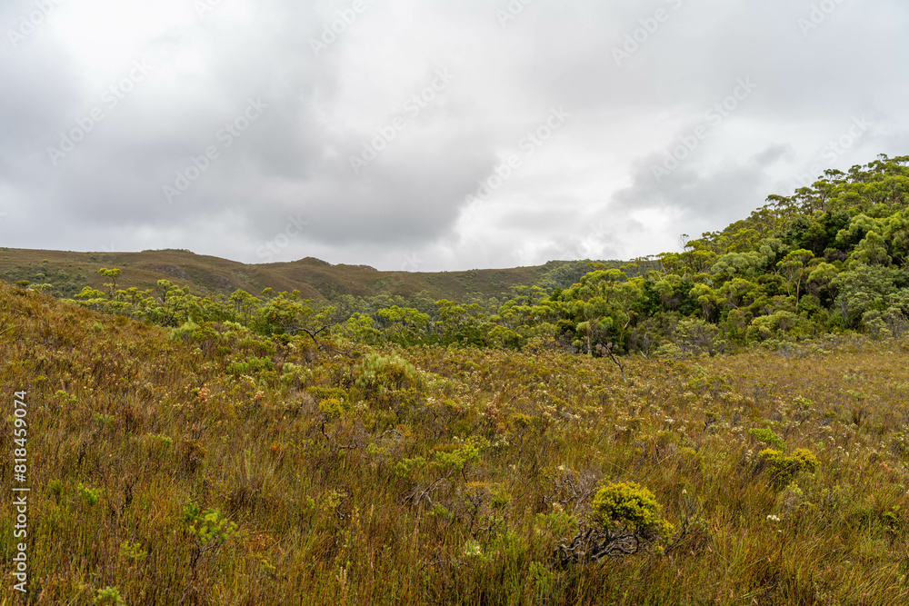 mountains in a wilderness in a national park with native plants and trees in a rainforest in Australia, forest growing in a national park in Tasmania. with rivers and exploring mountains in a wilderness in a national park with native plants and trees in a rainforest in Australia, forest growing in a national park in Tasmania. with rivers and exploring