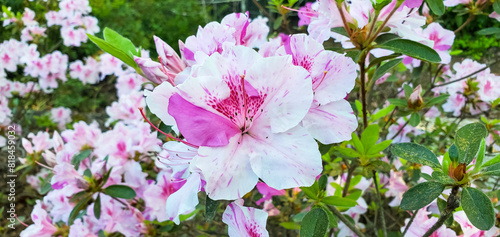 April Flowers in Birmingham, Alabama - Encore Azalea
