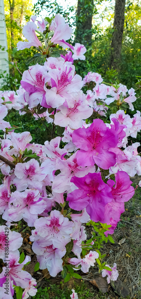 April Flowers in Birmingham, Alabama - Encore Azalea