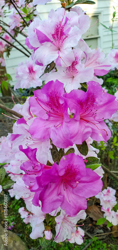 April Flowers in Birmingham, Alabama - Encore Azalea