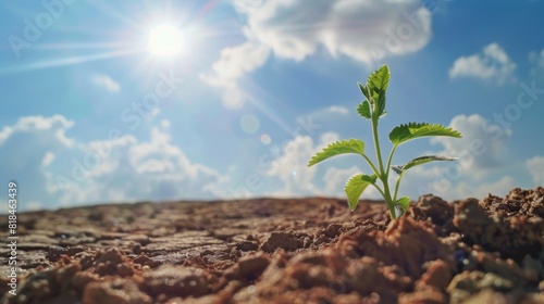 A small green plant sprouts in dry soil under a bright sun, symbolizing hope and resilience in challenging conditions.