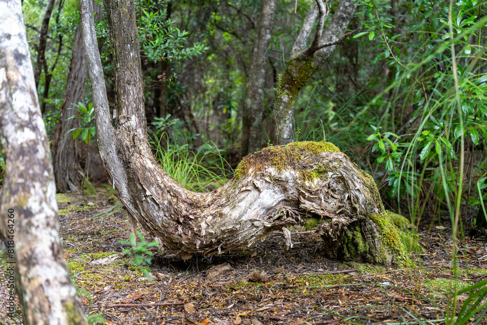 beautiful gum Trees and shrubs in the Australian bush forest. Gumtrees and native plants growing in Australia in spring beautiful gum Trees and shrubs in the Australian bush forest. Gumtrees and native plants growing in Australia in spring