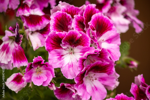 pink flowers in the garden