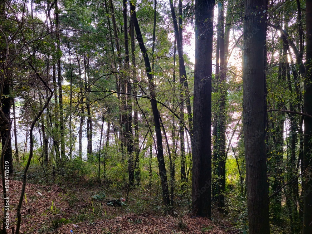 Obraz premium trees in the forest