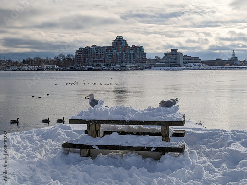 Seagulls rest on the snow covered edge of Victoria Harbour on the pacific ocean during winter photo