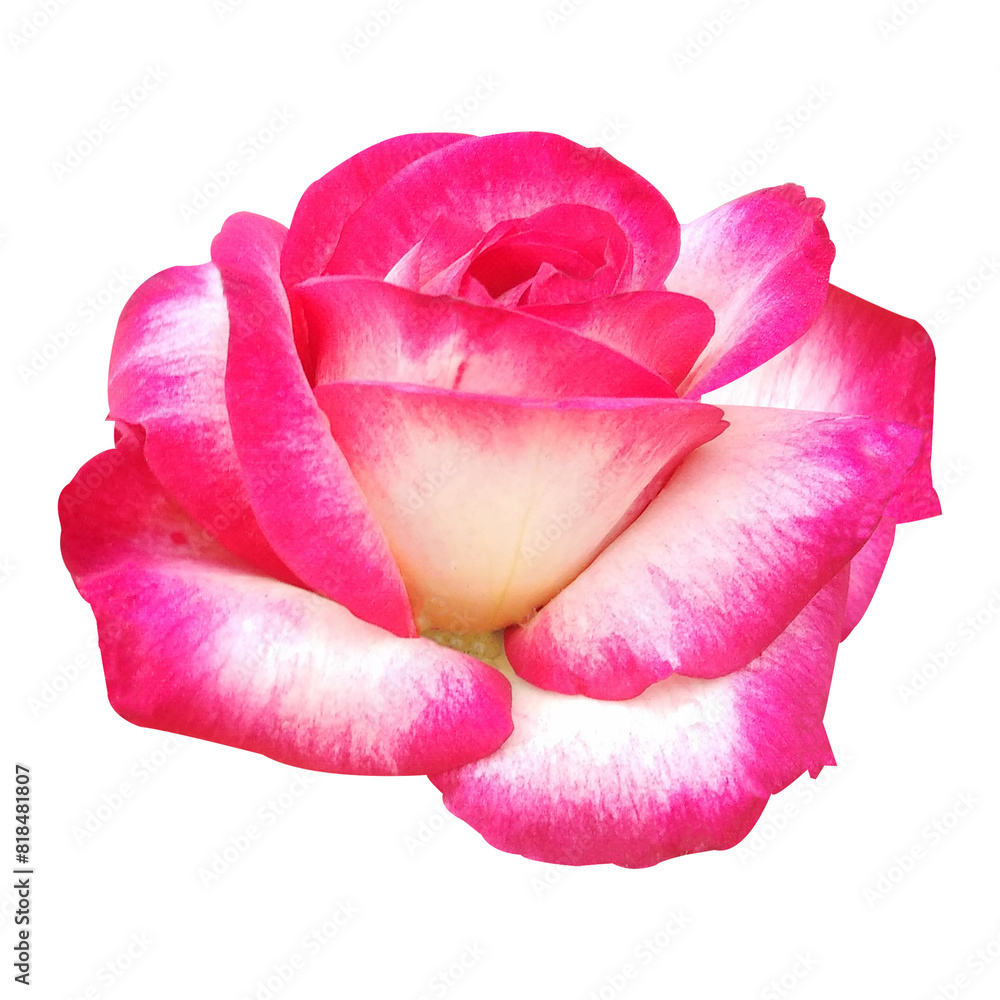 Pink Rose Flower Image Pink Rose Flower Image