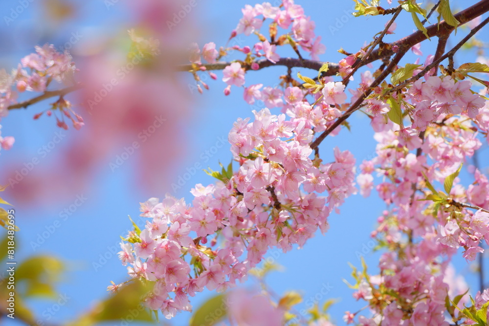 Obraz premium 青空を背景に咲く河津桜