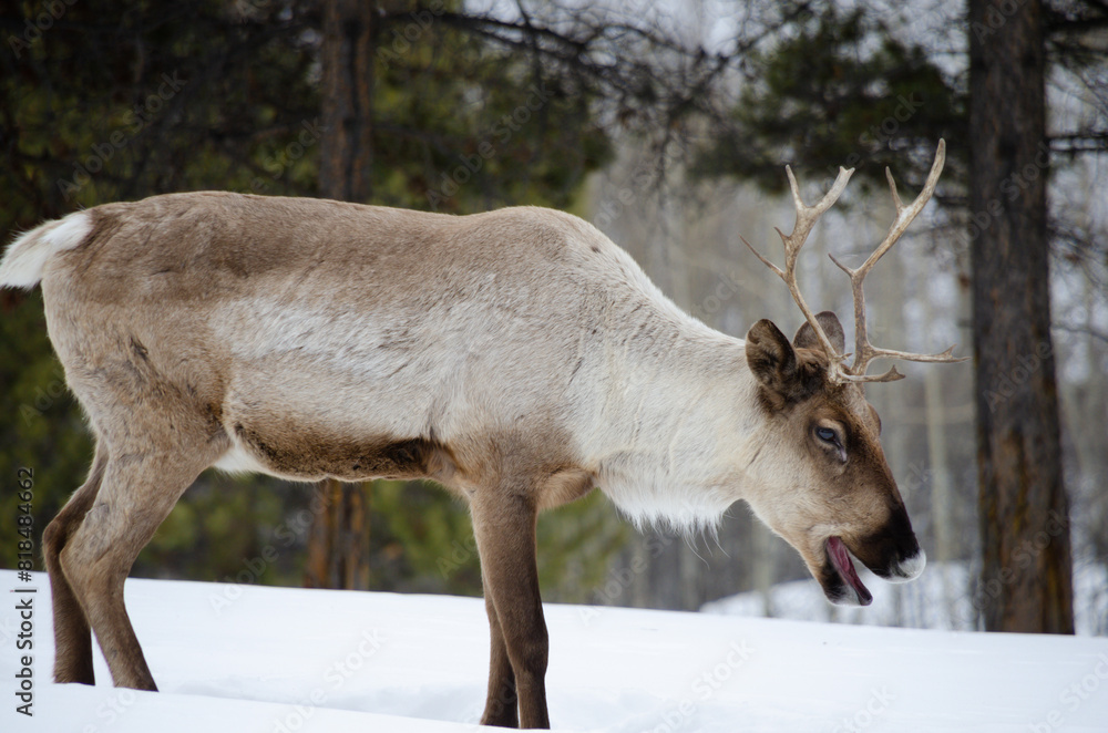 A caribou pauses before catching up to the herd in northern Canada A caribou pauses before catching up to the herd in northern Canada