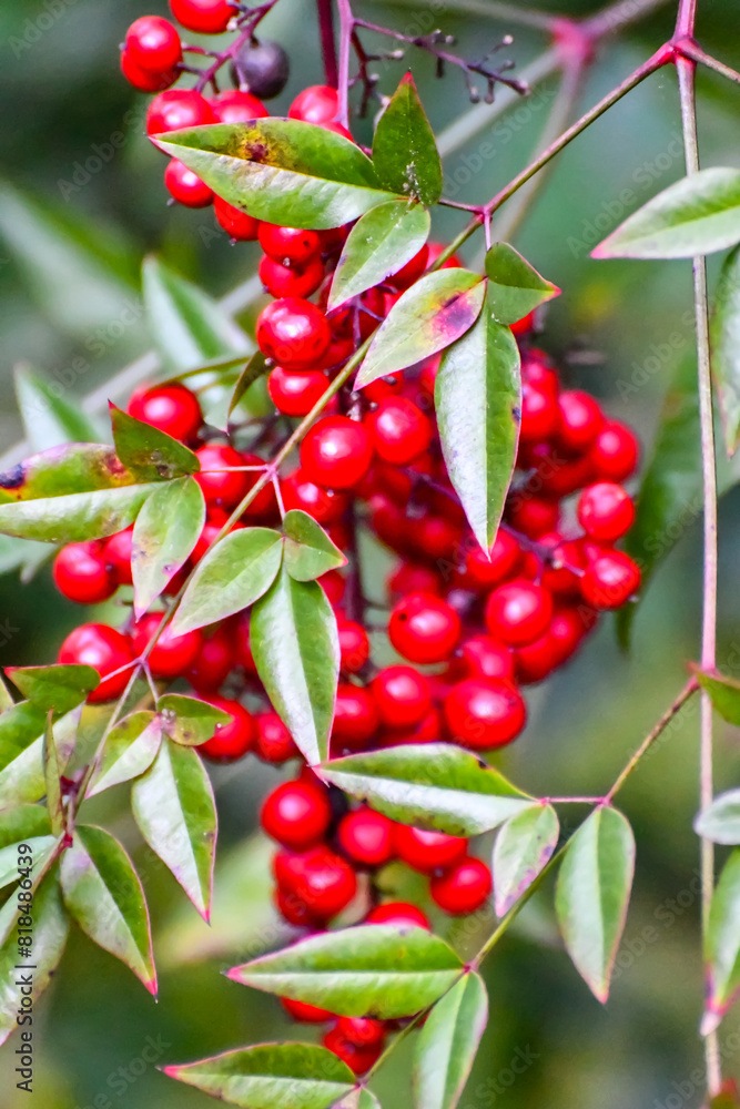 Obraz premium Nandina