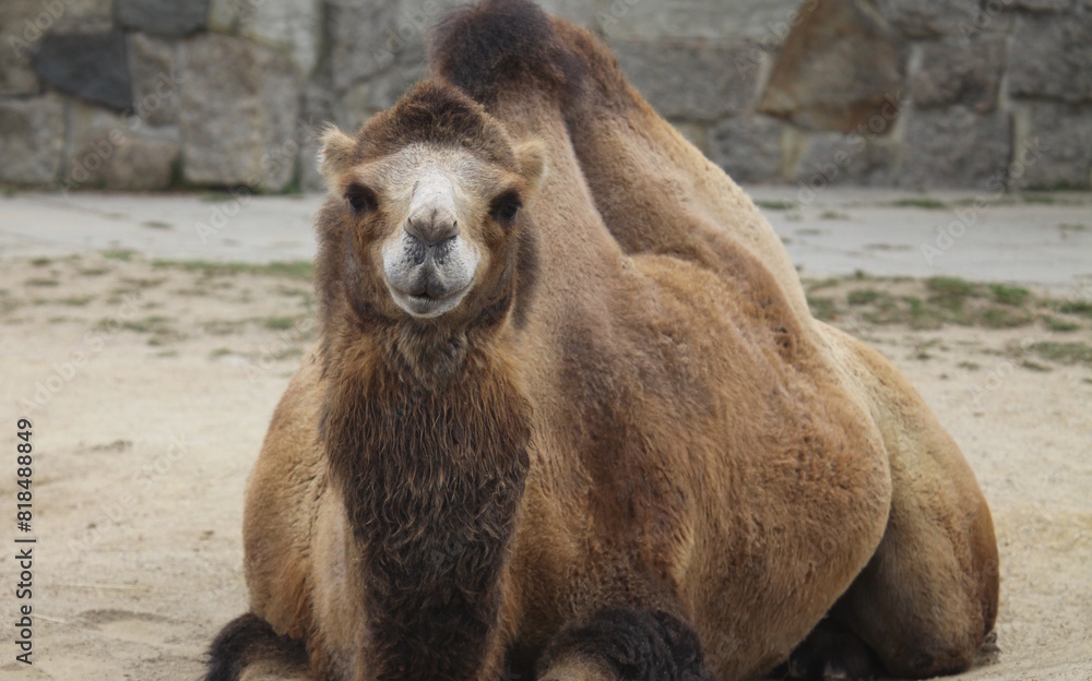 Obraz premium camel in the zoo