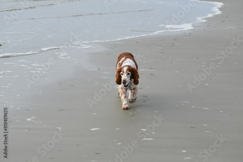 Obraz na płótnie springer spaniel dog walking on beach 