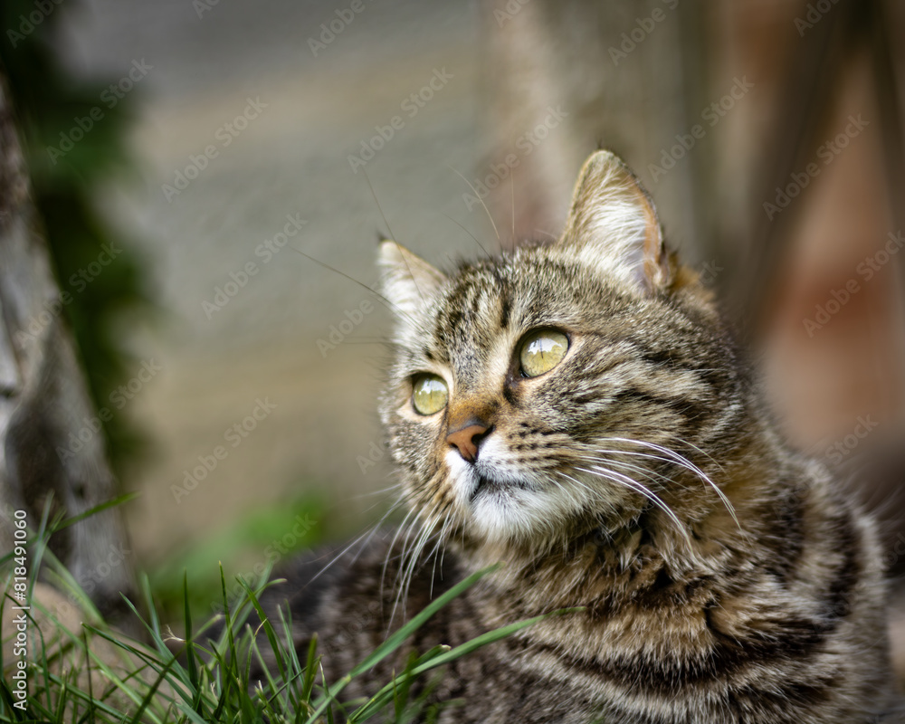 A cat laying on the grass looking at the distance. A cat laying on the grass looking at the distance.