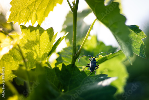 Beetle on a green grape plant leaf.