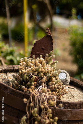 Garden ornaments with a plant on a wooden barrel.