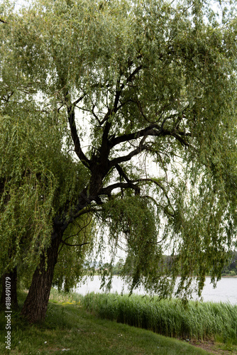Weeping willow tree on a lake's shore.