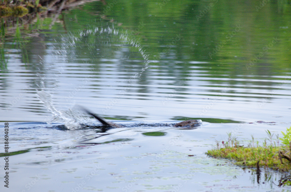 A beaver splashes in the calm reflective pond during spring in southern Quebec A beaver splashes in the calm reflective pond during spring in southern Quebec
