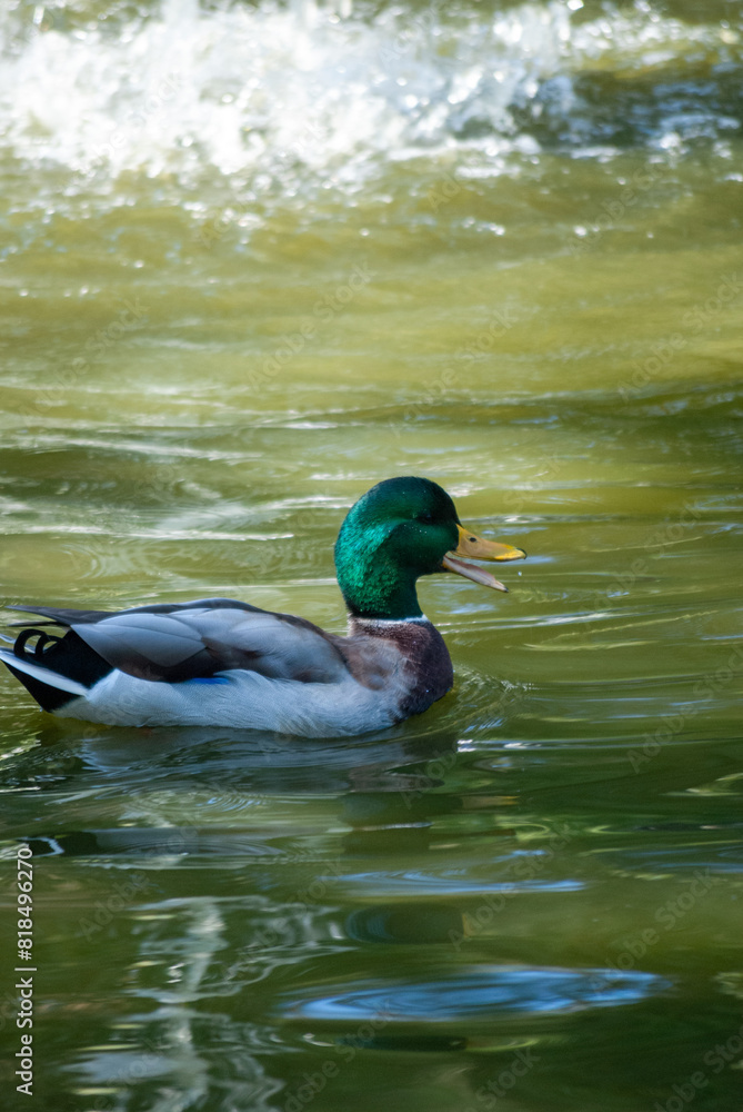 Mallard ducks splash, court and forage in a pond in Beacon Hill Park, Victoria BC Mallard ducks splash, court and forage in a pond in Beacon Hill Park, Victoria BC