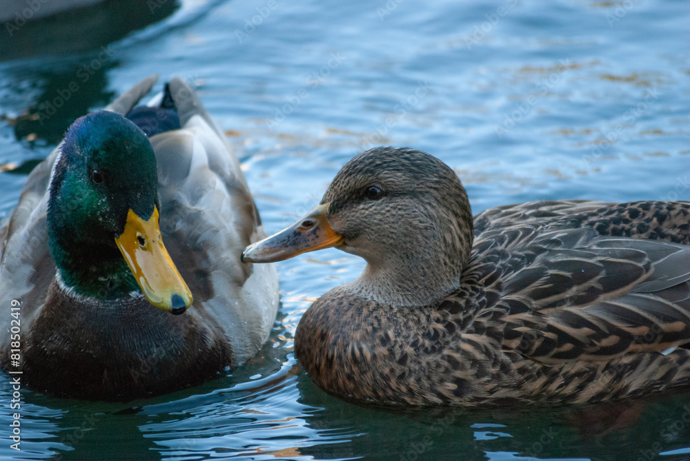 Fototapeta premium Mallard ducks splash, court and forage in a pond in Beacon Hill Park, Victoria BC