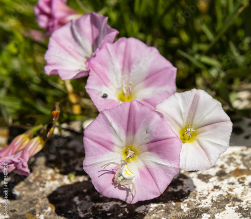 Flowers of Convolvulus arvensis, or field bindweed and a white spider near the base of the flower. The spider might be waiting to catch an insect that is attracted to the flower's nectar.