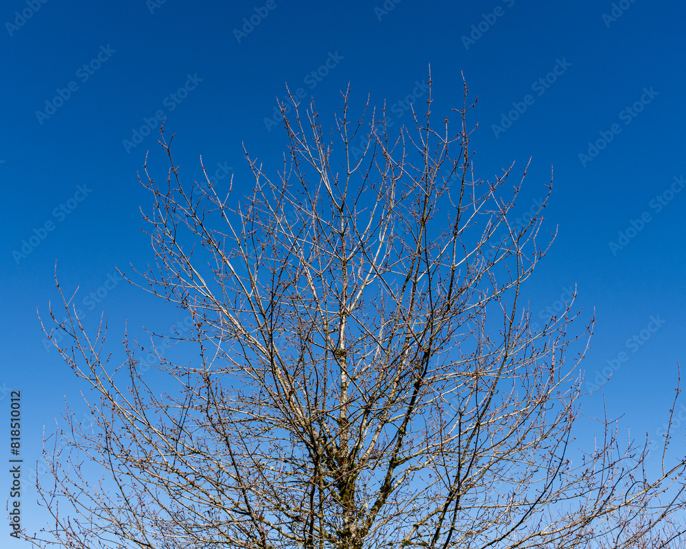 spring tree covered with swollen buds against a blue sky