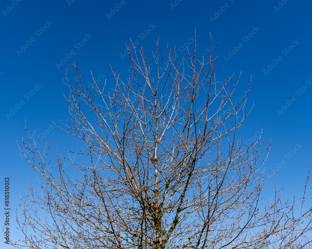 spring tree covered with swollen buds against a blue sky spring tree covered with swollen buds against a blue sky