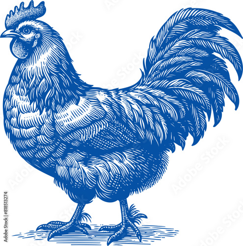 Chicken vector, Hen vector, Rooster vector