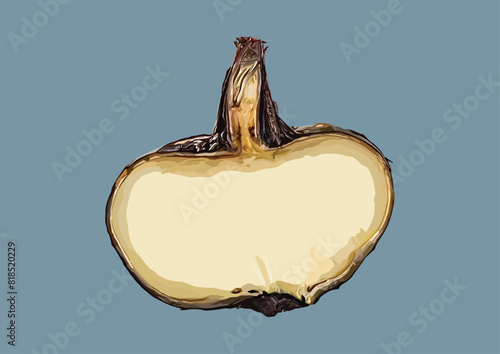Vector Illustration of Water Chestnut, Fruit