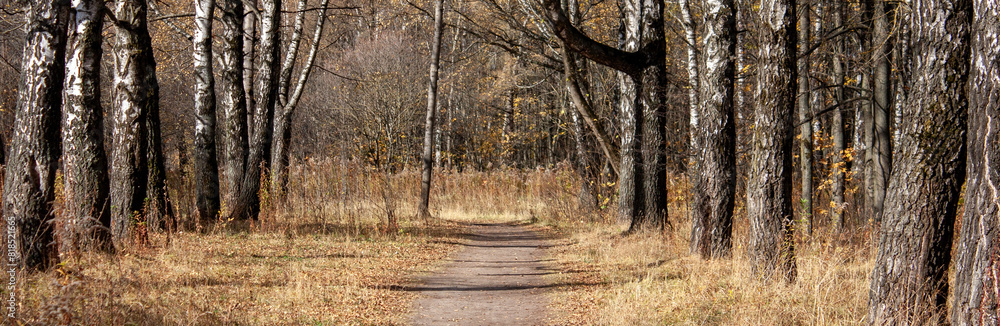 Fototapeta premium Alley in the autumn park. Road in the forest on a sunny autumn day. Yellow leaves of trees in the forest in autumn.