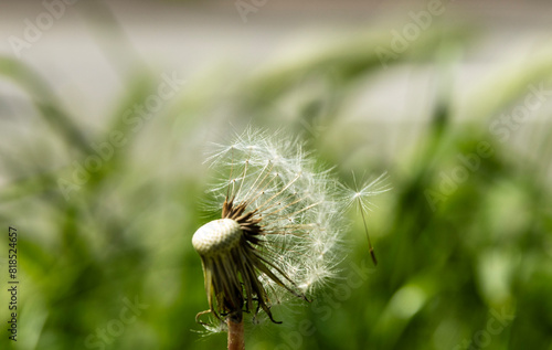 A dandelion stands tall, its once golden head now a delicate sphere of white, ready for transformation. As a gentle breeze passes, the fluffy seeds detach effortlessly, each carried on tiny parachutes