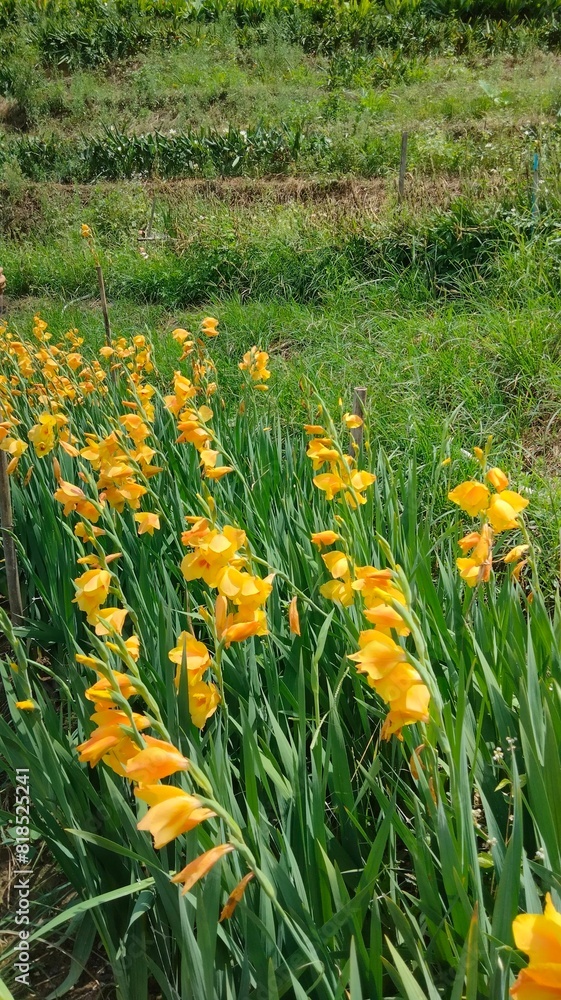 Obraz premium yellow flowers in the garden