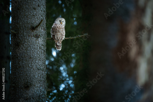 The Ural owl - Strix uralensis - is a large nocturnal owl photo